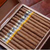 Cohiba Panetelas Cigar - 1 Single